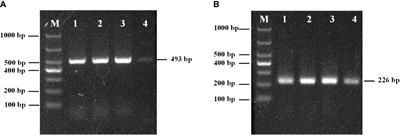 Development of a nested PCR assay for specific detection of Metschnikowia bicuspidata infecting Eriocheir sinensis